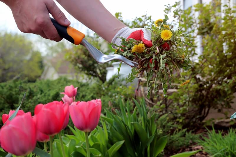 7 Common Weeds That Are Absolutely Killing Your Home’s Curb Appeal