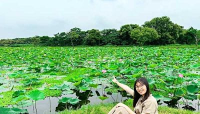 大漢溪畔河濱夏日勝景 鳳凰木與荷花共舞