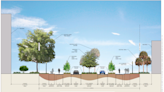 Downtown Sarasota urban forest project on track to increase canopy coverage