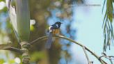 Birds of paradise: Experience Hawaiʻi’s avian wonders