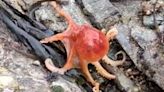 Octopus caught on video changing colors on beach: ‘We couldn’t believe it!’