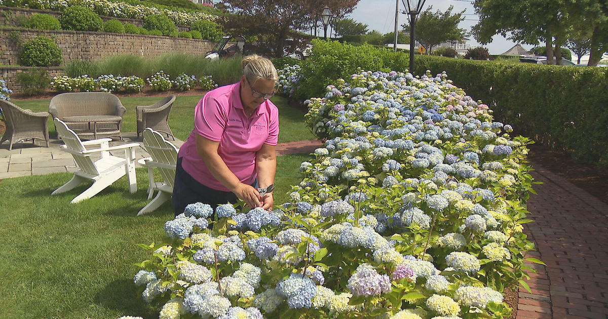 Cape Cod's "hydrangea whisperer" shares the secrets of her success