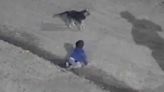 Rescatan a bebé que gateaba a las 4 am en compañía de su perrito en Argentina
