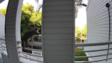 Raccoon family takes up residence in apartment ceiling