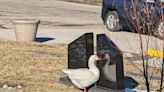 How a catchy personal ad helped two widowed Iowa geese find new love in a cemetery