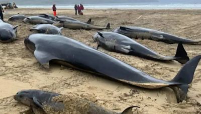 Ballenas piloto quedan varadas en Escocia