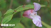Warning over 'uncontrollable' Himalayan balsam found in Guernsey
