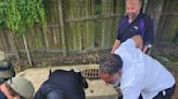 Animal services employee gets new nickname after alligator recovery near school