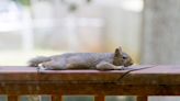 California urged to stay calm about flat squirrels