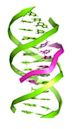 Triple-stranded DNA