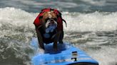 Dogs hit the waves for a pre-summer surf session
