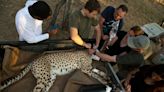 South Africa is flying cheetahs to parks in India, Mozambique to aid repopulation effort