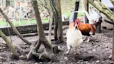 Rescued roosters still finding forever homes
