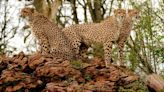 Longleat male cheetahs bring hope of new cubs
