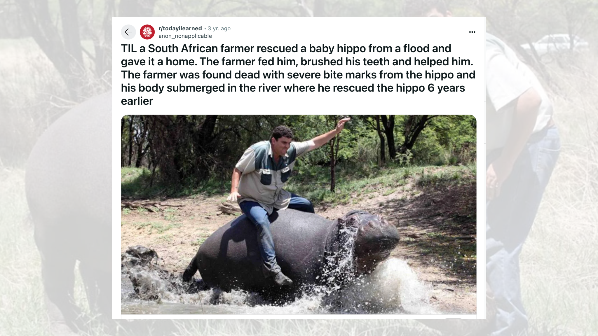 Fact Check: True Story of a South African Farmer Killed by a Wild Hippopotamus He Rescued