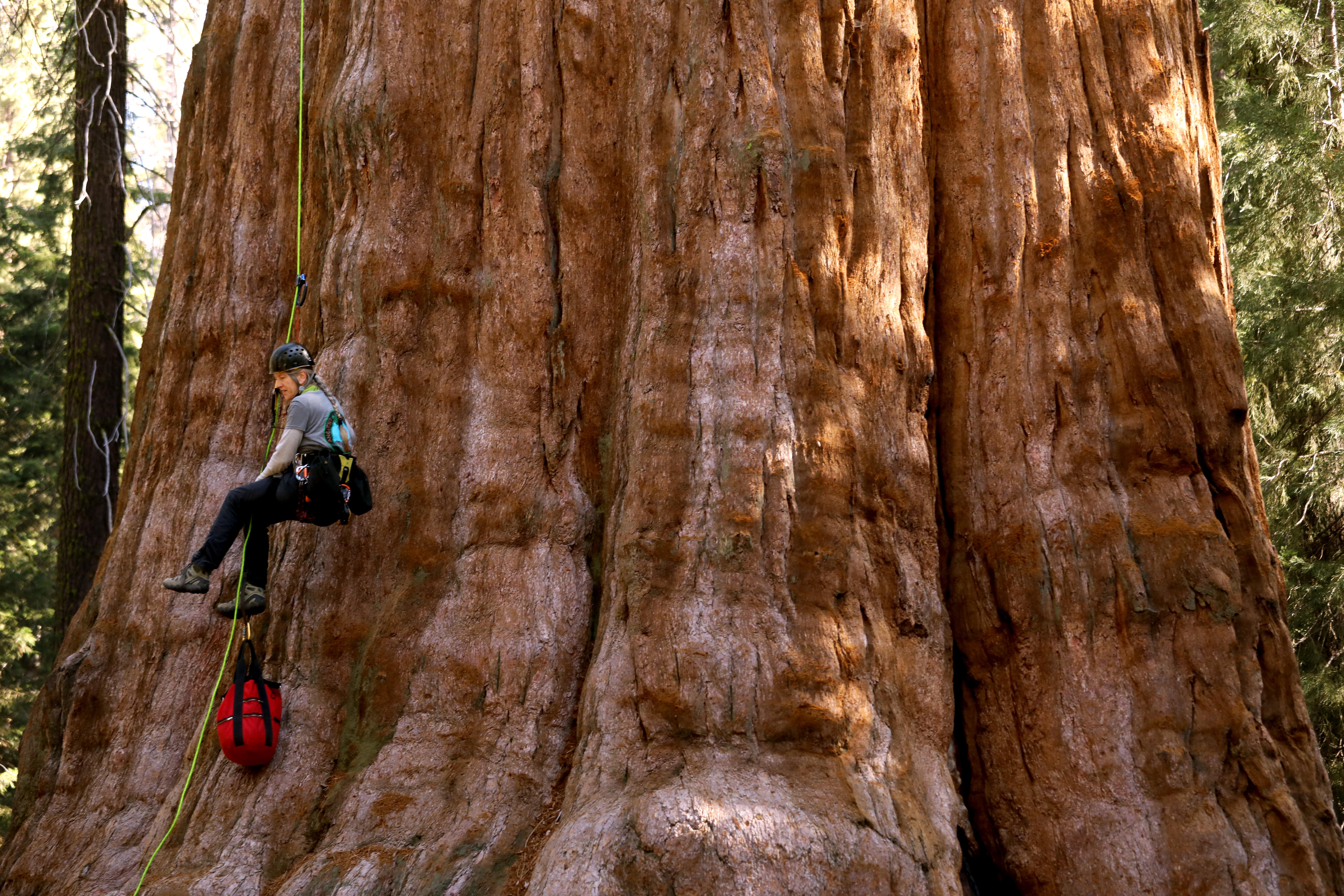 Column: In the land of giant sequoias, the largest tree in the world gets a checkup