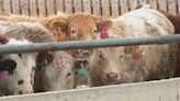 Local beef farmers worry about impact of ongoing Cargill strike