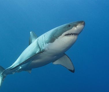 Meeresforscher filmt Riesenhai - Deep Blue: Ist das der größte Hai der Welt?