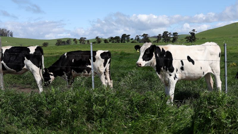 US government announces new financial incentives for farms to stem the spread of bird flu in dairy cattle