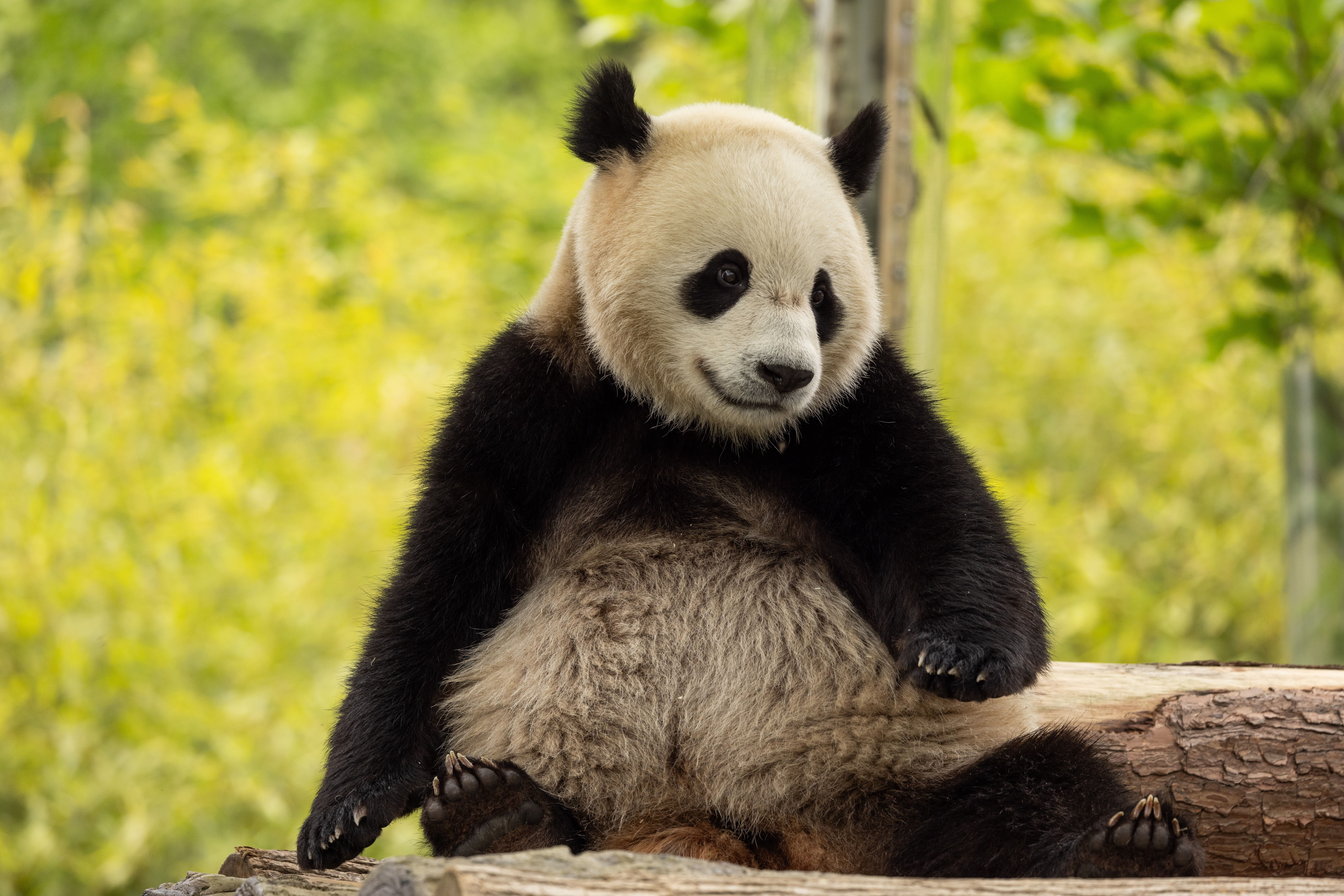 Giant pandas are returning to D.C.’s National Zoo. Meet Bao Li and Qing Bao.