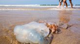 Los factores que determinan que haya más o menos medusas en las playas este verano