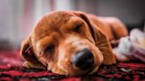 ¿Cuáles son las razas de perros más dormilonas?