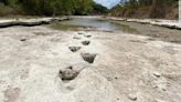 'Very distinct' dinosaur tracks made 113 million years ago revealed by severe Texas drought