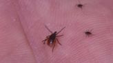 WDH provides tips to protect yourself from ticks