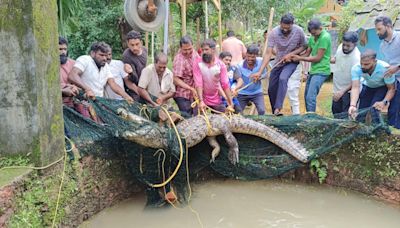 Crocodile found in open well in Nagoor village rescued