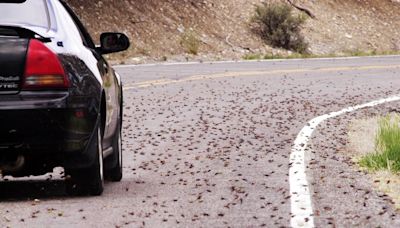Nevada roadways slick with crushed Mormon crickets causing crashes