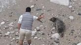 Video shows moment man throws stone at seal on Great Orme beach