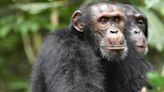 Chimpanzees use military-style tactics to spy on other groups, study reveals