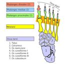 Metatarsophalangeal joints