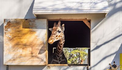 Have a few million? A North Carolina zoo with tigers, giraffes is up for sale (Photos) - Triangle Business Journal