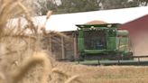 Strong start: Wheat harvest in Wichita area smashing last year’s production