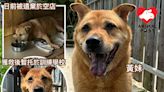 被遺棄仍守店舖忠犬獲救起 義工盼有人領養：這麼忠心值得有一個家 - 香港動物報 Hong Kong Animal Post
