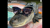 TikTok star Wally the alligator is licensed emotional support animal — and loves hugs