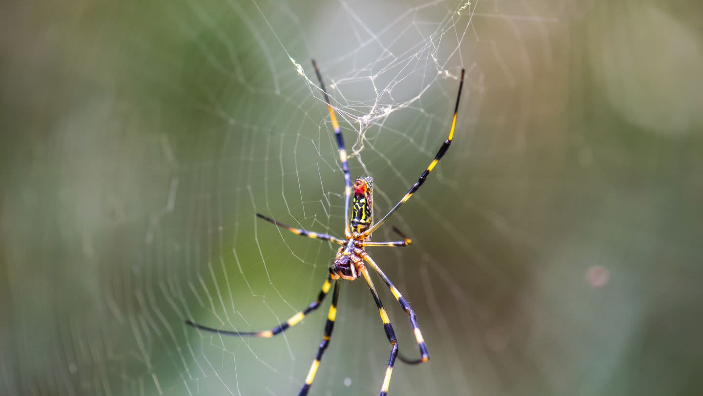 What to Know About the Giant Venomous Flying Spiders Invading the U.S.