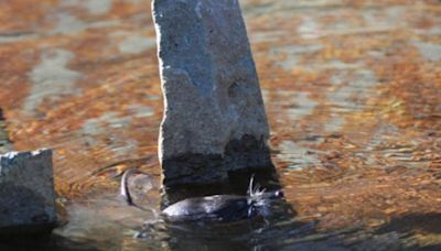 Desman des Pyrénées : quelle est cette bête ultra rare qui se cache dans les rivières ?