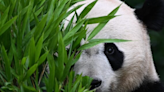 Foreign-born pandas join China’s efforts to boost wild population