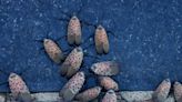 What to know about the spotted lanternfly, the insect experts say to squish