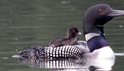 The Topline: Minnesota anglers are inadvertently killing off loons