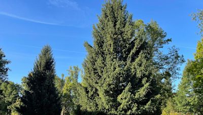 60-foot spruce chosen as Michigan's 38th Christmas tree