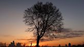 Earth Day and every day, trees tell neighborhood stories in Black and white