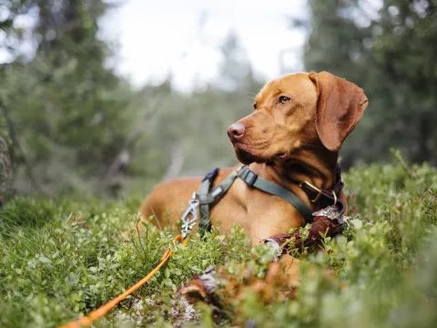 Hunting Dog Breeds: Good Sporting Dogs for Hunting All Game