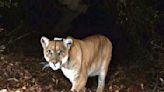 Famed LA cougar P-22 euthanized following health problems