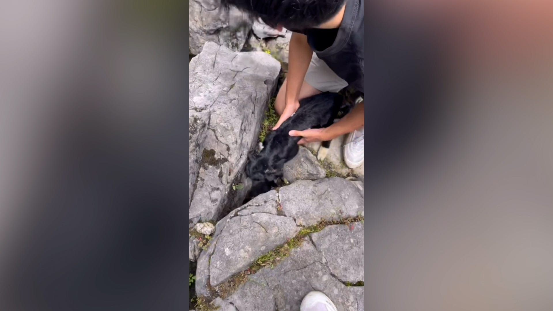 Watch this trapped lamb reunited with its distressed mom by two Good Samaritan hikers