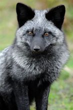 The Silver Fox: Vivacious Variant of Vulpes vulpes | The Ark In Space