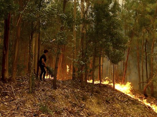 Portugal battles with fires: 62,000 hectares burned and seven lives lost