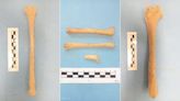 El misterio de los huesos humanos desenterrados por las obras de la línea 11 de Metro de Madrid